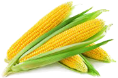 Sweet corn